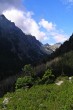 borovica limbová (Pinus cembra) -  ako vysokohorský krajinný prvok (Malá Studená dolina, Vysoké Tatry))